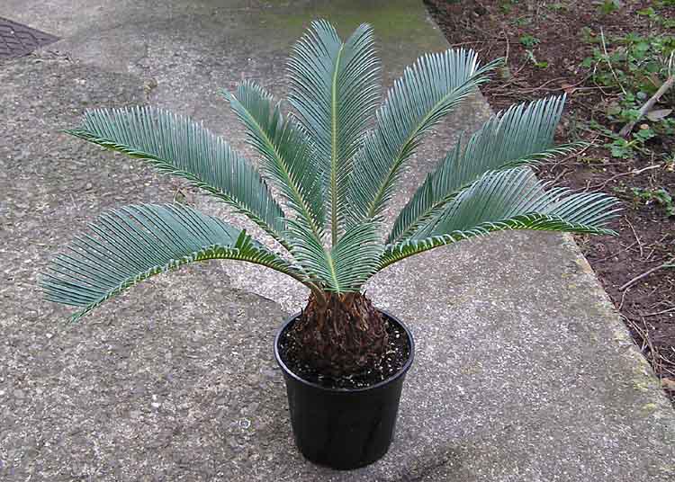 Looking for a Sago Palm? You Want a Sago Cycad.
